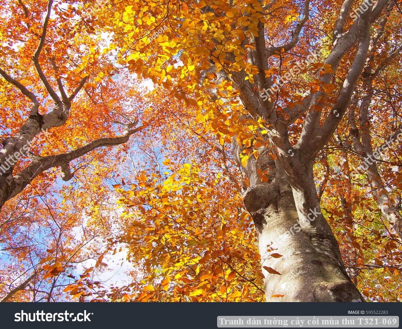 Tranh dán tường cây cối mùa thu T321-069